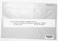 Uromyces polygoni-avicularis image